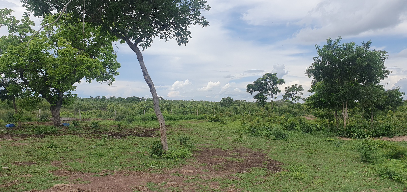 FAZENDA CANABRAVA, IZIDIO OU EGIDIO, VILA BOA, FLORES DE GOIÁS-GO