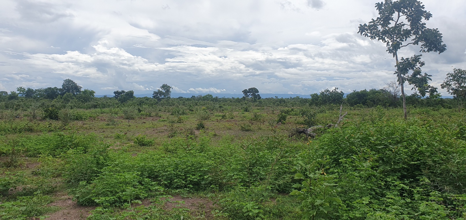FAZENDA CANABRAVA, IZIDIO OU EGIDIO, VILA BOA, FLORES DE GOIÁS-GO
