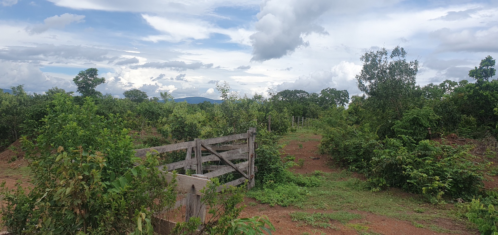 FAZENDA CANABRAVA, IZIDIO OU EGIDIO, VILA BOA, FLORES DE GOIÁS-GO